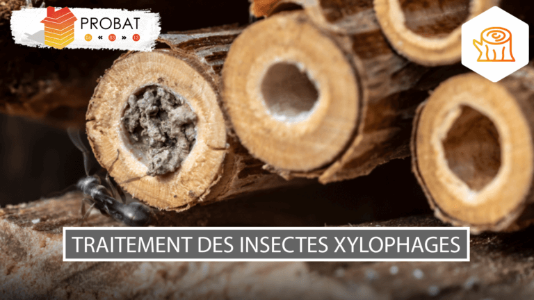 Traitement des insectes xylophages charpente La Ciotat